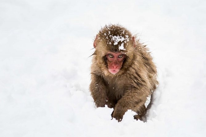 1-Day Snow Monkeys, Zenko-ji Temple & Sake in Nagano - Transport makes a complicated day easier