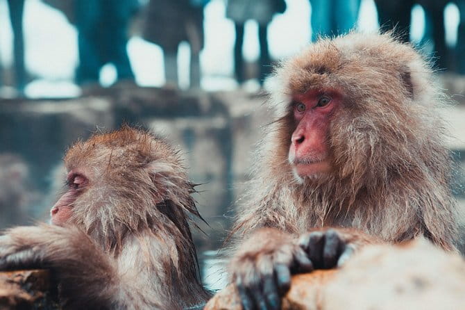 1-Day Winter Tour From Nozawa Onsen: Snow Monkeys, Zenko-ji Temple & Sake - Zenko-ji shows Nagano’s spiritual side