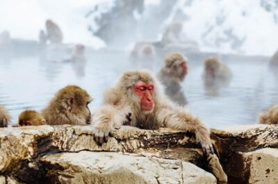 1-Day Winter Tour From Nozawa Onsen: Snow Monkeys, Zenko-ji Temple & Sake