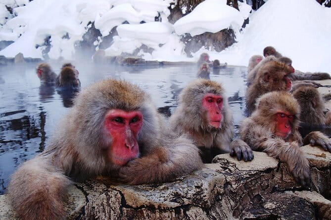 1-Day Winter Tour From Nozawa Onsen: Snow Monkeys, Zenko-ji Temple & Sake - How the $150.89 price works out
