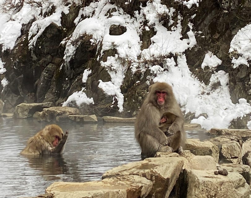 From Nozawa Onsen: Snow Monkeys and Zenko-ji Day Trip & Sake - The guide can shape the whole day