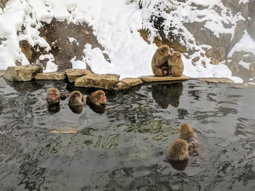 From Nozawa Onsen: Snow Monkeys and Zenko-ji Day Trip & Sake - The forest walk to Jigokudani Snow Monkey Park