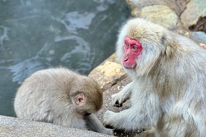 Nagano: Snow Monkey and Zenkoji Temple Free Sake Taste Day Tour - Obuse offers art, chestnuts, and a gentler first stop