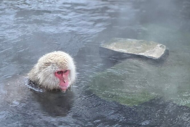 Nagano: Snow Monkey and Zenkoji Temple Free Sake Taste Day Tour - Lunch and sake are appealing, but confirm the details