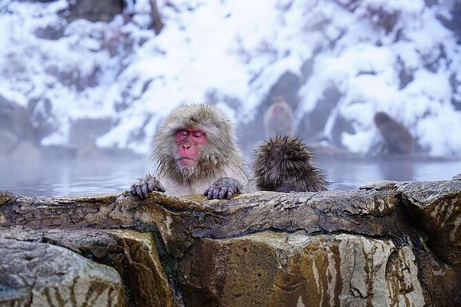 Nagano: Snow Monkey and Zenkoji Temple Free Sake Taste Day Tour - Is the $560 group price good value?