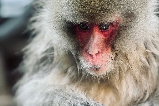 Nagano: Snow Monkey and Zenkoji Temple Free Sake Taste Day Tour - The private car is the real practical advantage