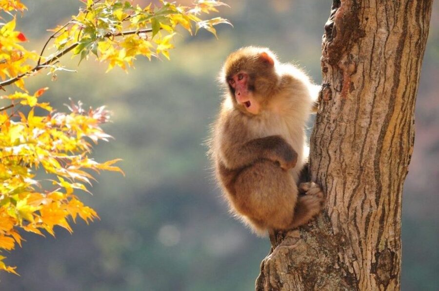 Nagano: Snow Monkeys, Zenkoji Temple & Sake Day Trip - Zenko-ji Temple and the dark passage below