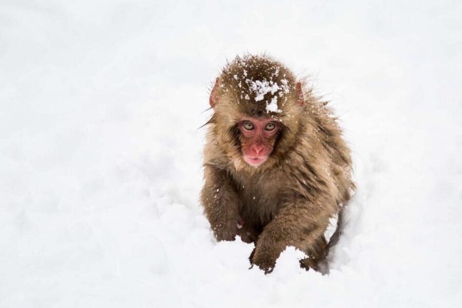Nagano: Snow Monkeys, Zenkoji Temple & Sake Day Trip - Walking to Jigokudani Snow Monkey Park