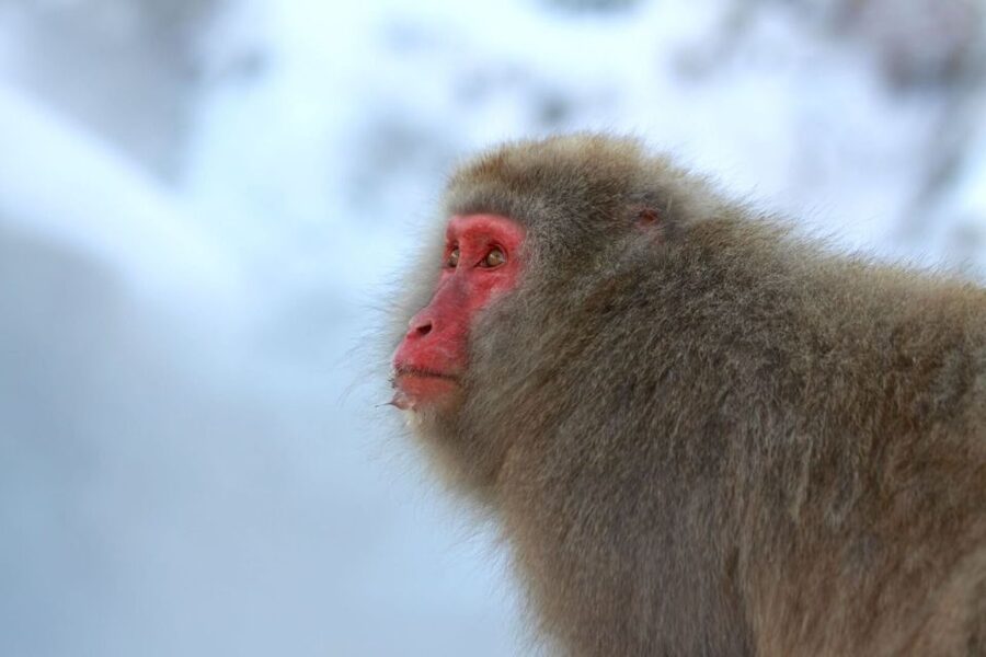 Nagano: Snow Monkeys, Zenkoji Temple & Sake Day Trip - Guides make the long day easier