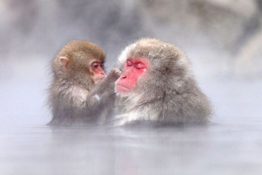 Nagano: Snow Monkeys, Zenkoji Temple & Sake Day Trip - Meeting the snow monkeys at Jigokudani