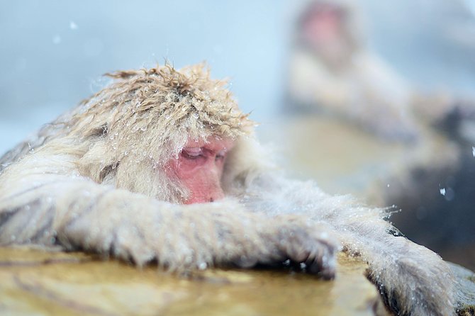Private Nagano 1-Day Tour:Snow Monkeys,Zenko-ji,Obuse,Sake,Onsen - Obuse offers sake, chestnuts, and a slower afternoon