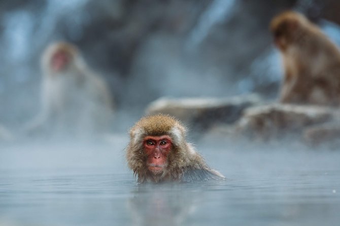 Private Nagano 1-Day Tour:Snow Monkeys,Zenko-ji,Obuse,Sake,Onsen - Private vehicle or public transport?
