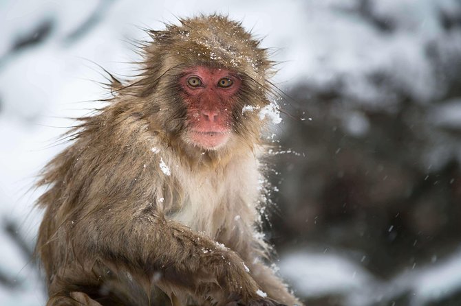 Private Nagano 1-Day Tour:Snow Monkeys,Zenko-ji,Obuse,Sake,Onsen - Practical details that affect your day