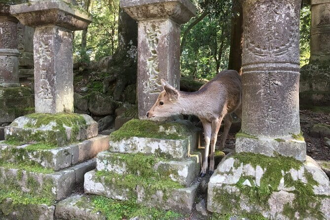 Private Nara Tour and Sake Tasting (Departing from Kyoto/Nara) - Nigatsu-do brings a wide Nara view