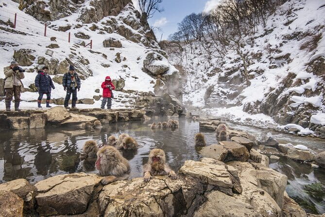 Snow Monkeys, Hokusai & Sake: A Perfect Day in Nagano - Sake at Masuichi Ichimura Brewery
