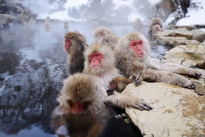 Snow Monkeys Sake Tasting Zenko-ji and Monzen Terrace Lunch - Key points at a glance