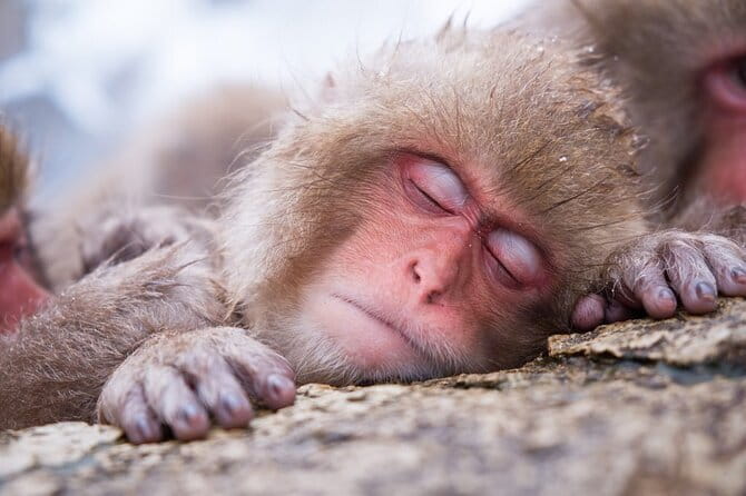 Snow Monkeys Sake Tasting Zenko-ji and Monzen Terrace Lunch - The private vehicle and eight-hour schedule