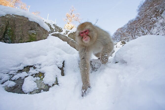 Snow Monkeys Sake Tasting Zenko-ji and Monzen Terrace Lunch - Who should book this experience