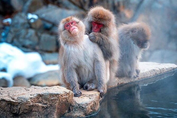 Snow Monkeys Sake Tasting Zenko-ji and Monzen Terrace Lunch - Walking to the Snow Monkey Park